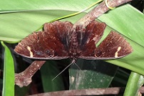 Moth (Erebus hieroglyphica) photo